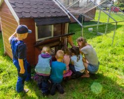 Naturgeflüster Hühnchen bestaunen