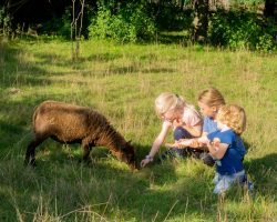 Naturgeflüster Schäfchen für Kinder