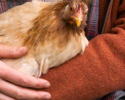 Streichelhuhn auf dem Arm